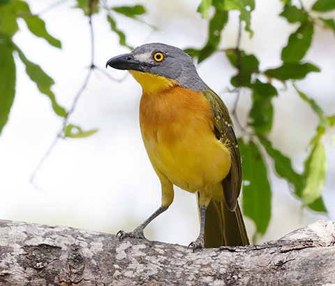 Grey-headed Bush Shrike